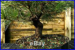 Bonsai Tree Japanese Black Pine JBP3G-1026B
