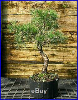 Bonsai Tree Japanese Black Pine JBP3G-1026F