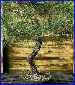 Bonsai Tree Japanese Black Pine JBP3G-1026F
