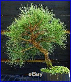 Bonsai Tree Japanese Black Pine JBP3G-1103D