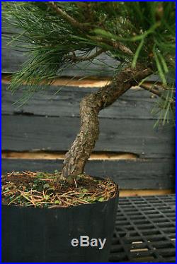 Bonsai Tree Japanese Black Pine JBP3G-1103D