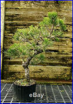 Bonsai Tree Japanese Black Pine JBP3G-118A