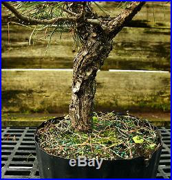 Bonsai Tree Japanese Black Pine JBP3G-118A