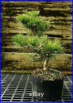 Bonsai Tree Japanese Black Pine JBP3G-118C