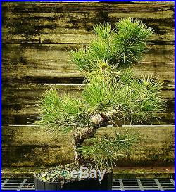 Bonsai Tree Japanese Black Pine JBP3G-118C