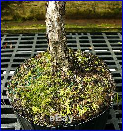 Bonsai Tree Japanese Black Pine JBP3G-118D