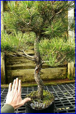 Bonsai Tree Japanese Black Pine JBP3G-118D