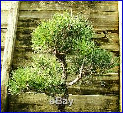Bonsai Tree Japanese Black Pine JBP3G-118E