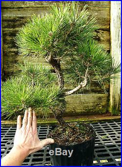 Bonsai Tree Japanese Black Pine JBP3G-118E