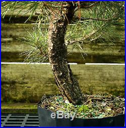 Bonsai Tree Japanese Black Pine JBP3G-118F