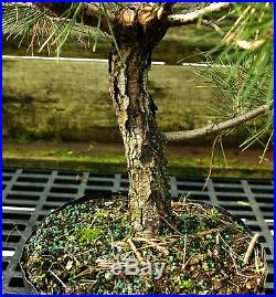Bonsai Tree Japanese Black Pine JBP3G-118F