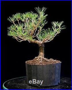Bonsai Tree Japanese Black Pine JBP3G-1216A