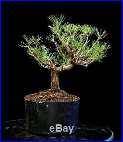 Bonsai Tree Japanese Black Pine JBP3G-1216A