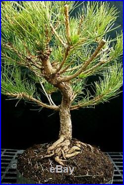 Bonsai Tree Japanese Black Pine JBP3G-1216B