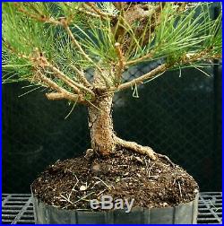 Bonsai Tree Japanese Black Pine JBP3G-1216B