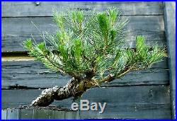 Bonsai Tree Japanese Black Pine JBP3G-515A