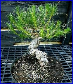 Bonsai Tree Japanese Black Pine JBP3G-515A