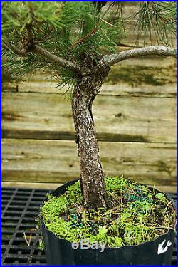 Bonsai Tree Japanese Black Pine JBP3G-815A