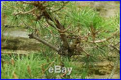 Bonsai Tree Japanese Black Pine JBP3G-815A