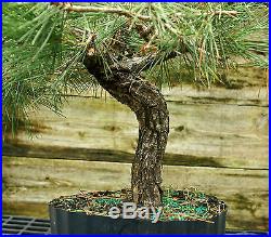 Bonsai Tree Japanese Black Pine JBP3G-815B