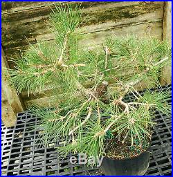 Bonsai Tree Japanese Black Pine JBP3G-815B