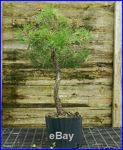 Bonsai Tree Japanese Black Pine JBP3G-815D