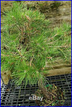 Bonsai Tree Japanese Black Pine JBP3G-815D