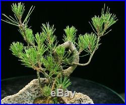 Bonsai Tree Japanese Black Pine JBPLR-1028