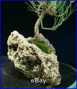 Bonsai Tree Japanese Black Pine JBPLR-1028