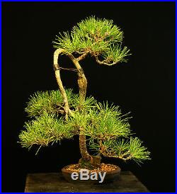 Bonsai Tree Japanese Black Pine JBP-1005A
