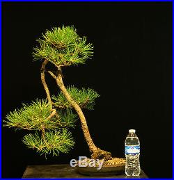 Bonsai Tree Japanese Black Pine JBP-1005A
