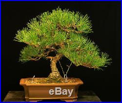 Bonsai Tree Japanese Black Pine JBP-1005B