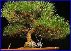 Bonsai Tree Japanese Black Pine JBP-1005B