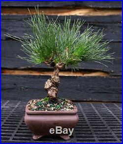 Bonsai Tree Japanese Black Pine JBP-1027E