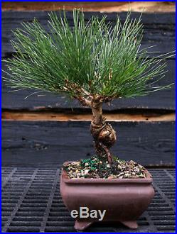 Bonsai Tree Japanese Black Pine JBP-1027E