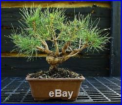 Bonsai Tree Japanese Black Pine JBP-1029B