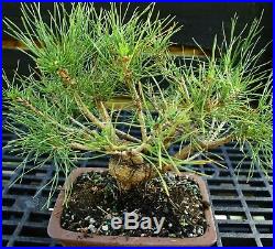 Bonsai Tree Japanese Black Pine JBP-1029B