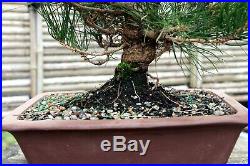 Bonsai Tree Japanese Black Pine JBP-109