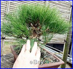 Bonsai Tree Japanese Black Pine JBP-109