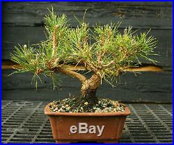 Bonsai Tree Japanese Black Pine JBP-1130D