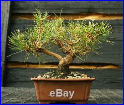 Bonsai Tree Japanese Black Pine JBP-1130D