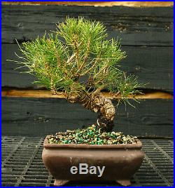 Bonsai Tree Japanese Black Pine JBP-1130E