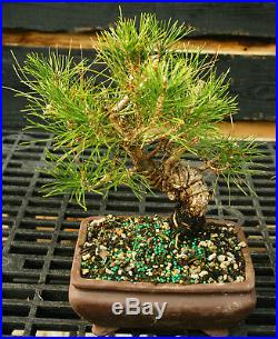 Bonsai Tree Japanese Black Pine JBP-1130E