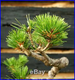 Bonsai Tree Japanese Black Pine JBP-1215A