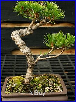 Bonsai Tree Japanese Black Pine JBP-1215A
