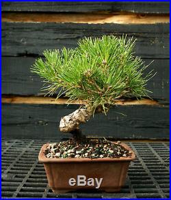 Bonsai Tree Japanese Black Pine JBP-1215E