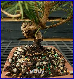 Bonsai Tree Japanese Black Pine JBP-1215E