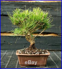 Bonsai Tree Japanese Black Pine JBP-1215F