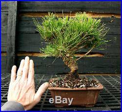 Bonsai Tree Japanese Black Pine JBP-1215F