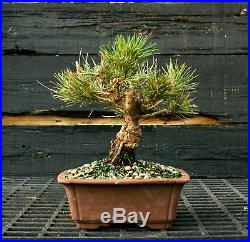 Bonsai Tree Japanese Black Pine JBP-1215H